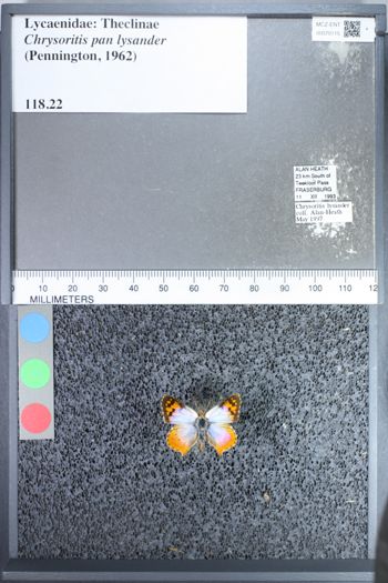 Media type: image;   Entomology 70115